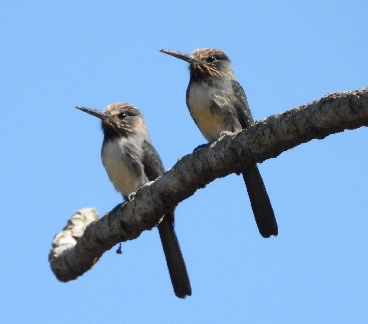 Three-toed Jacamar - ML620646654