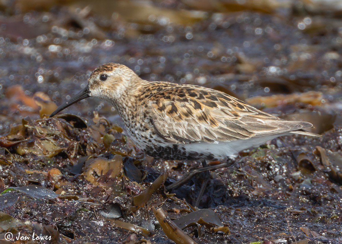 Dunlin - ML620646656