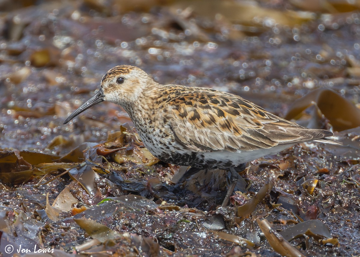 Dunlin - ML620646657