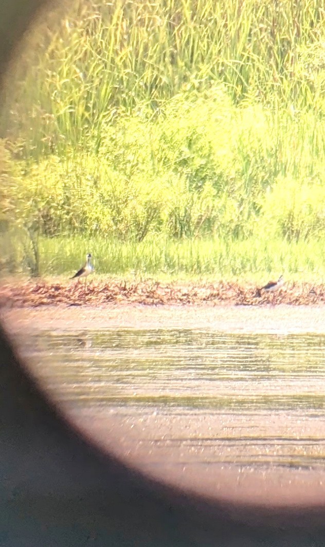 Black-necked Stilt - ML620646658