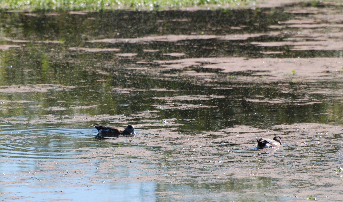 American Wigeon - ML620646660