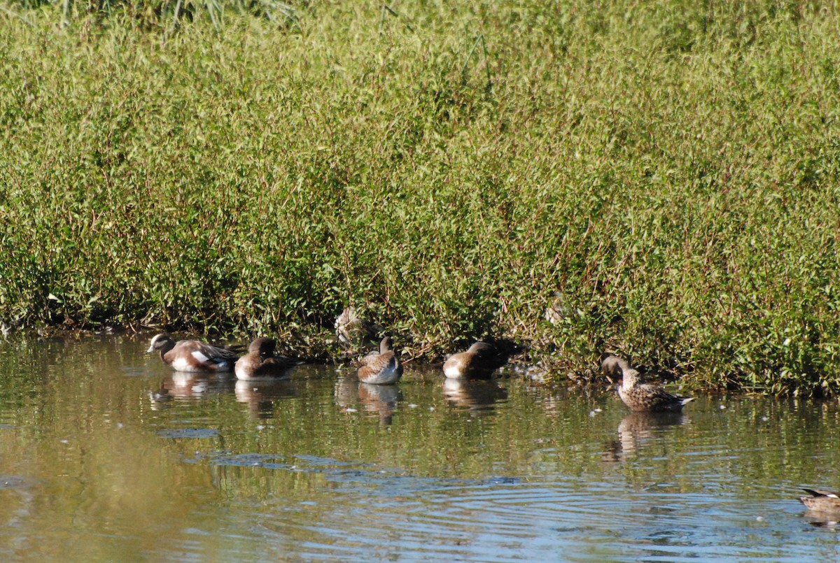 American Wigeon - ML620646662