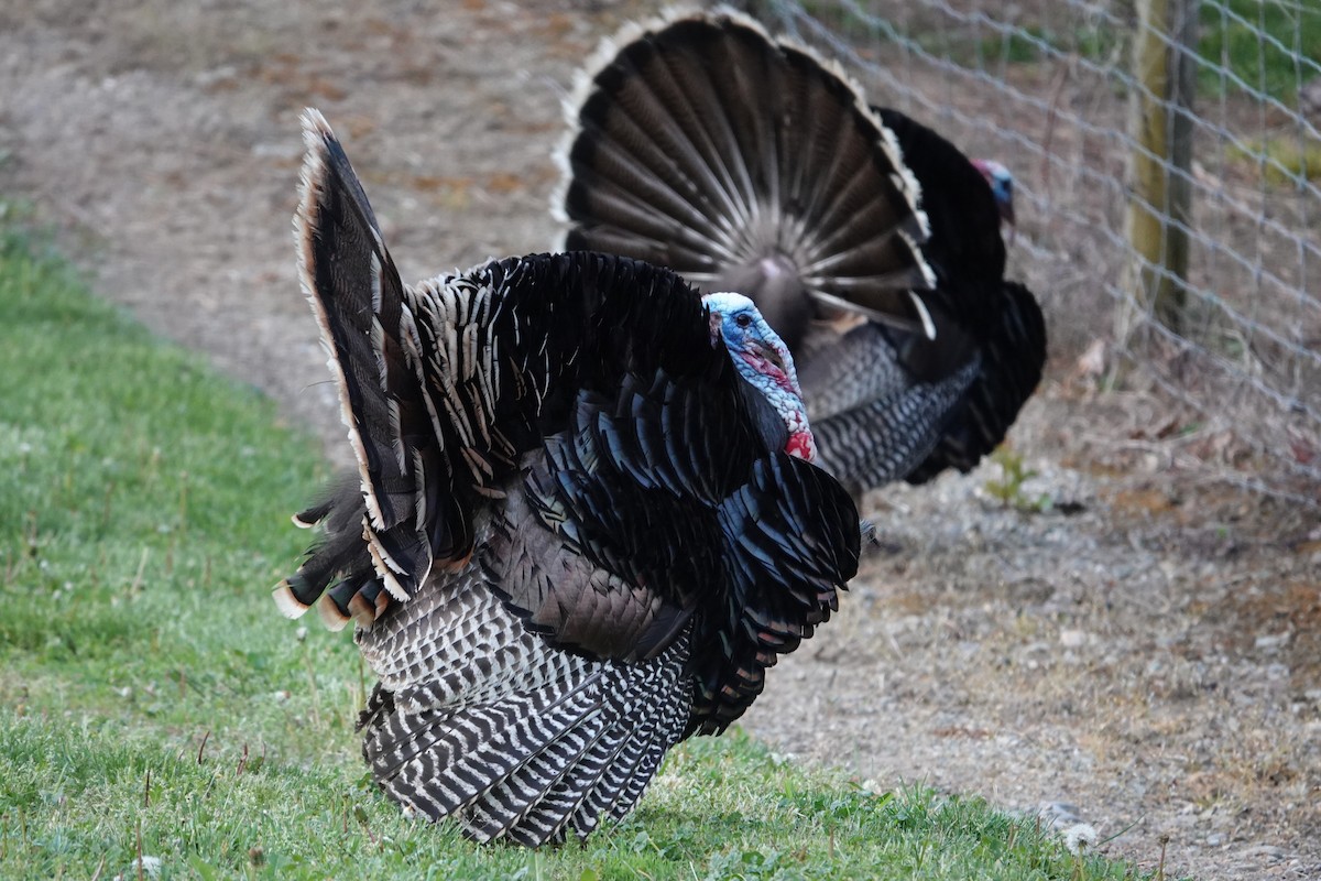 Wild Turkey - ML620646665