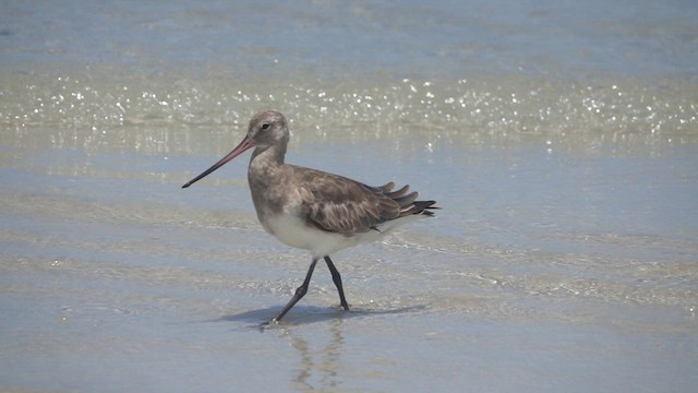 Hudsonian Godwit - ML620646668