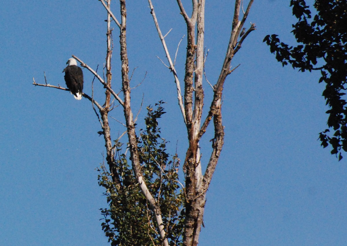 Bald Eagle - ML620646671