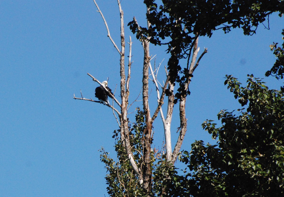 Bald Eagle - ML620646672