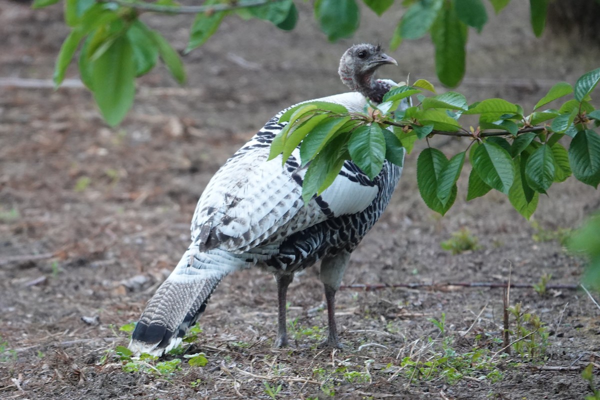 Guajolote Gallipavo - ML620646673