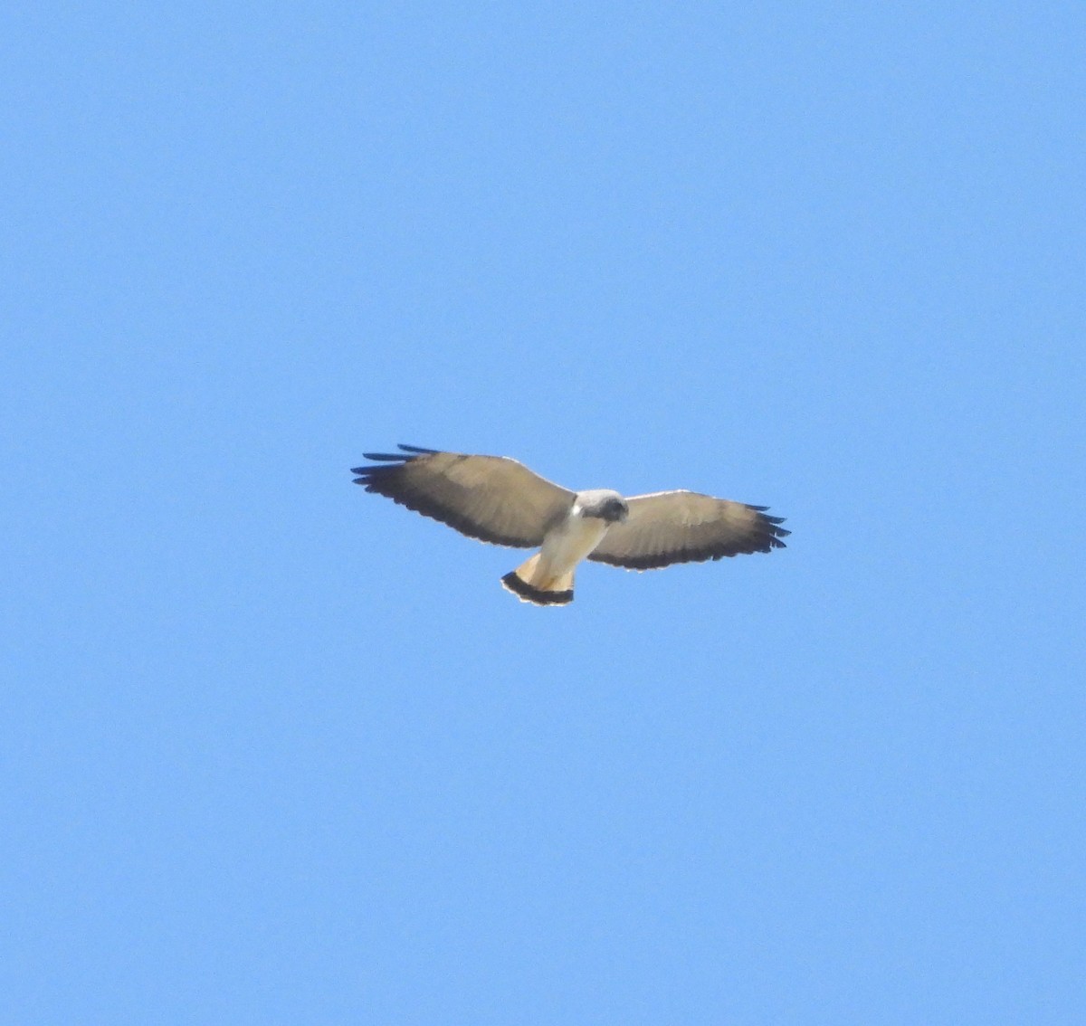 White-tailed Hawk - ML620646674