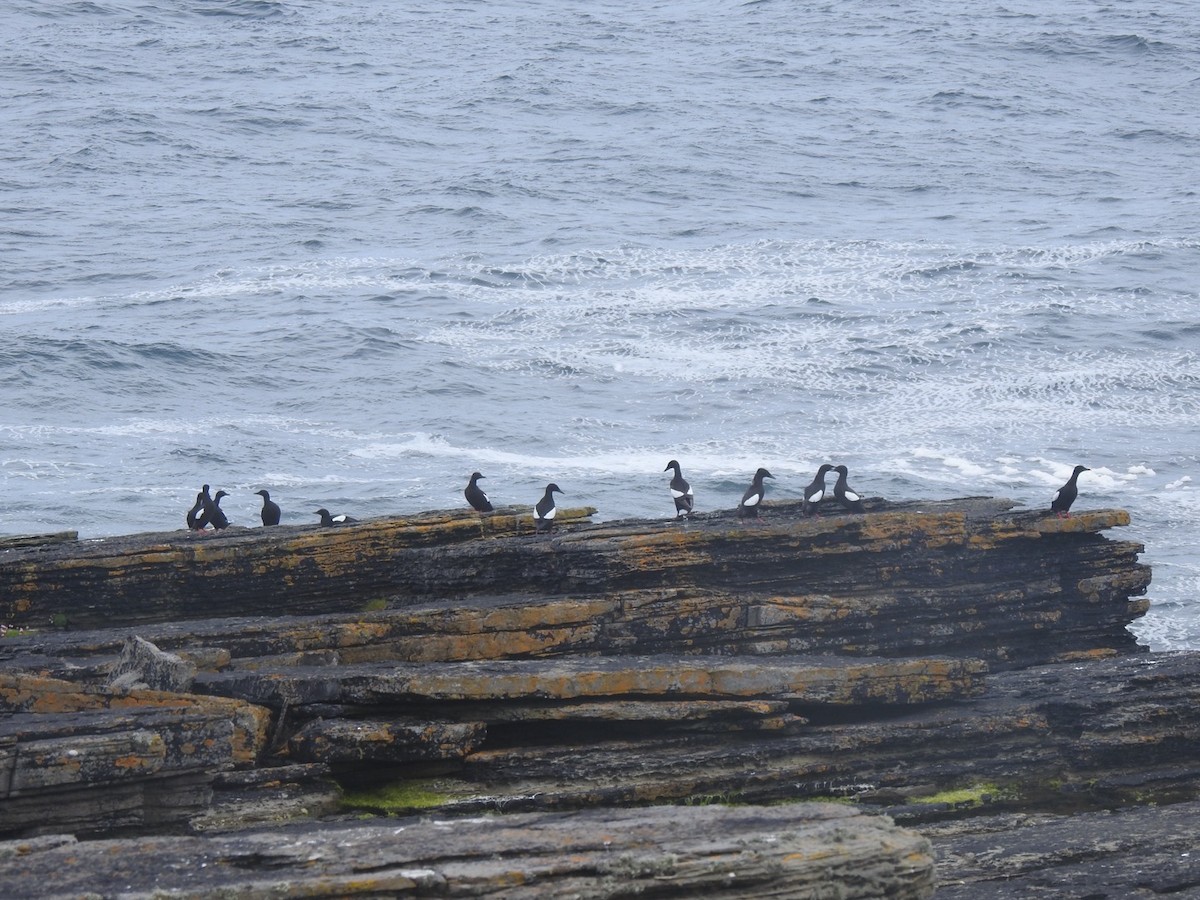 Black Guillemot - ML620646675