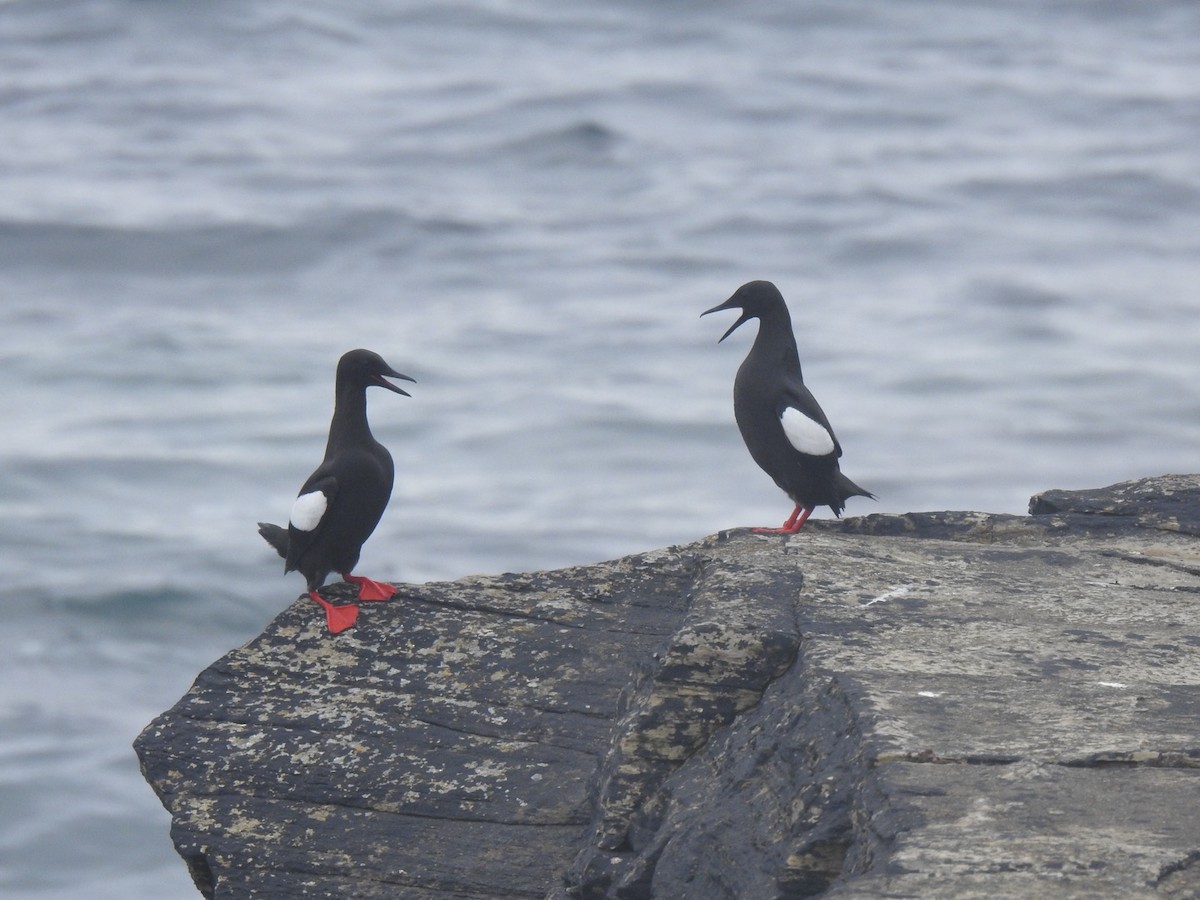 Black Guillemot - ML620646676