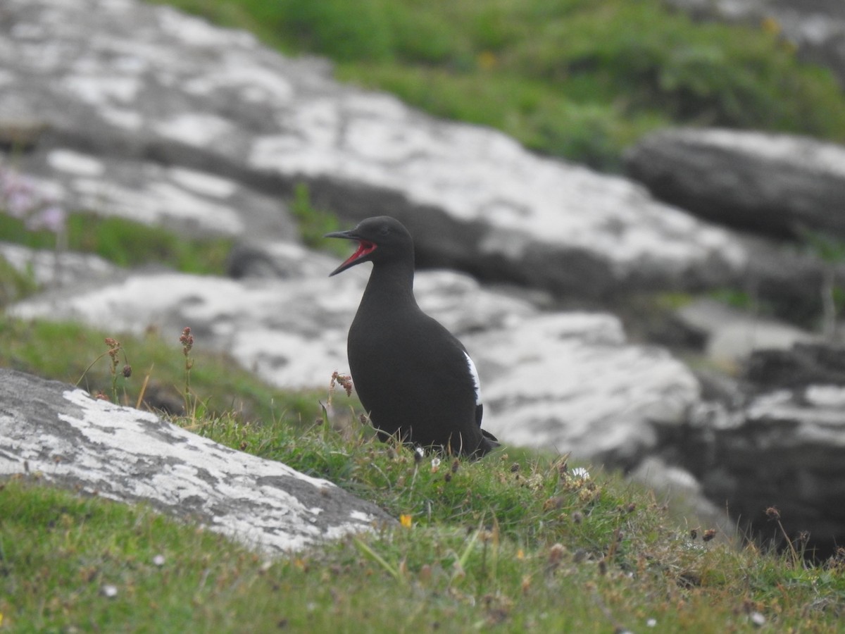 Black Guillemot - Stephen Bailey