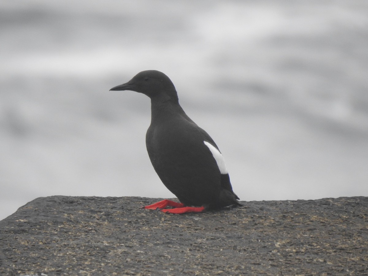 Black Guillemot - ML620646680