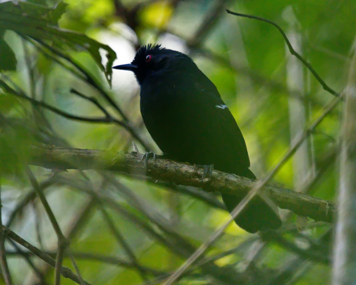 Weißbinden-Ameisenvogel - ML620646683