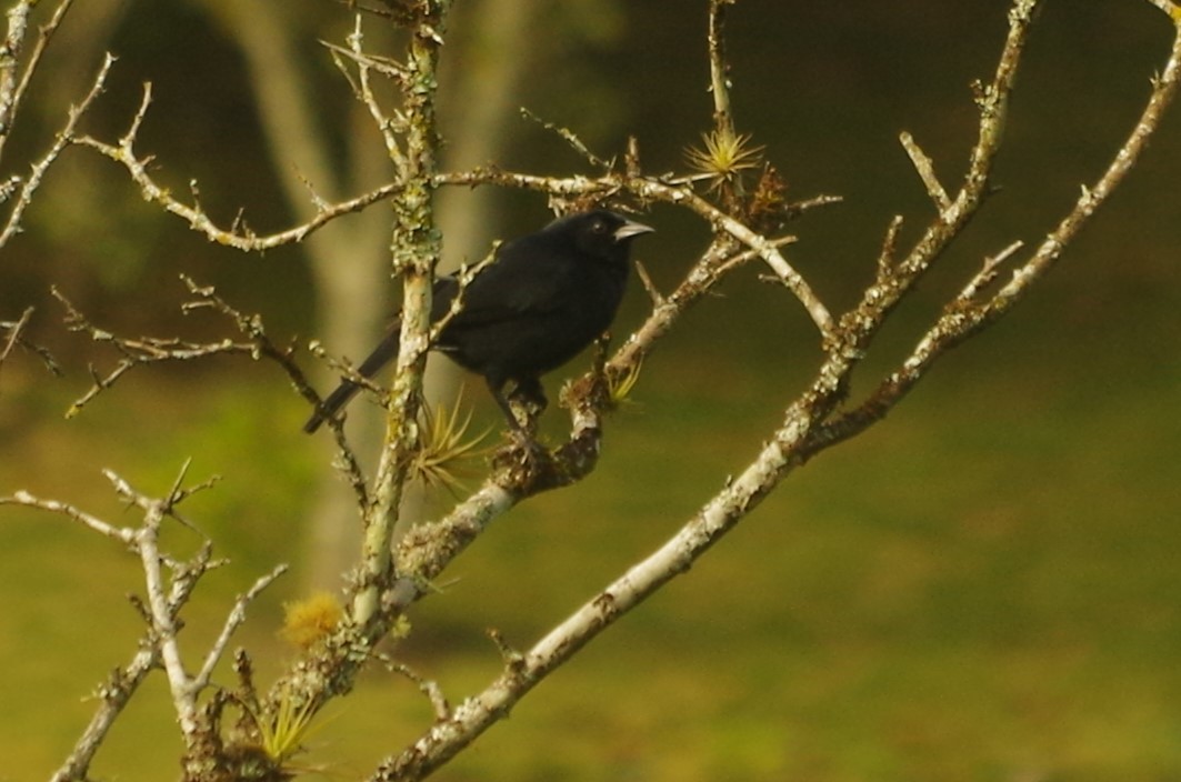 Scrub Blackbird - ML620646686