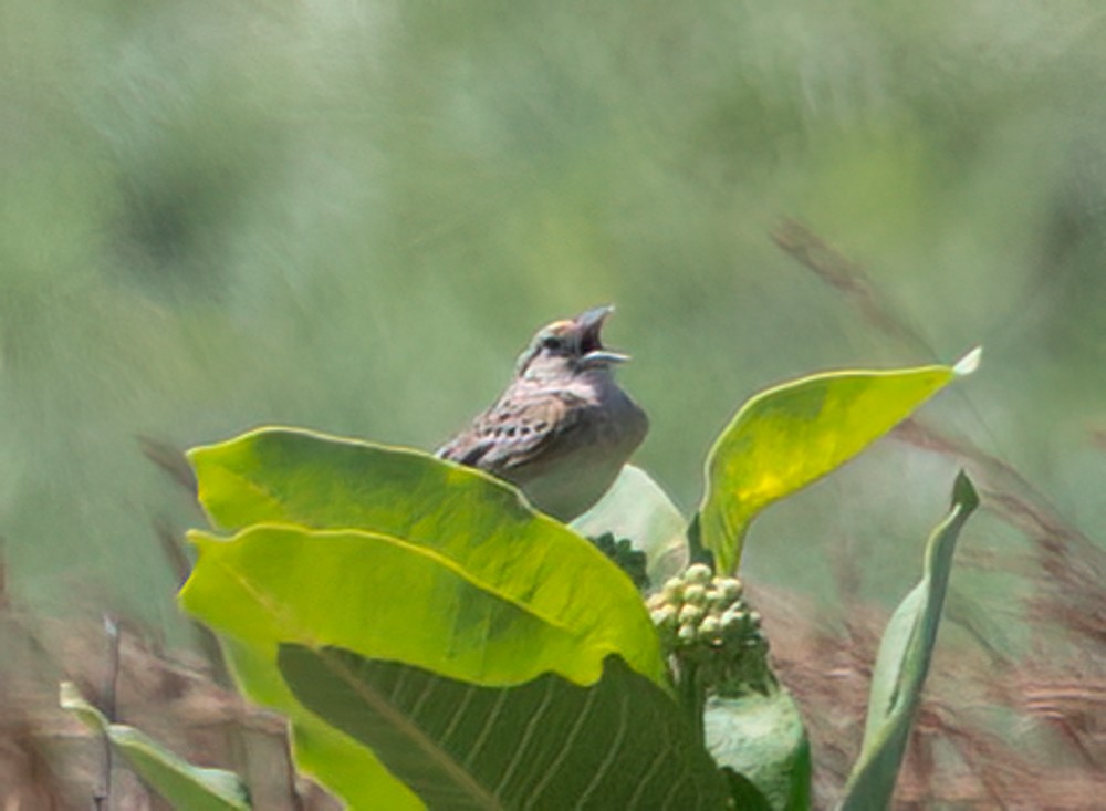 Grasshopper Sparrow - ML620646690