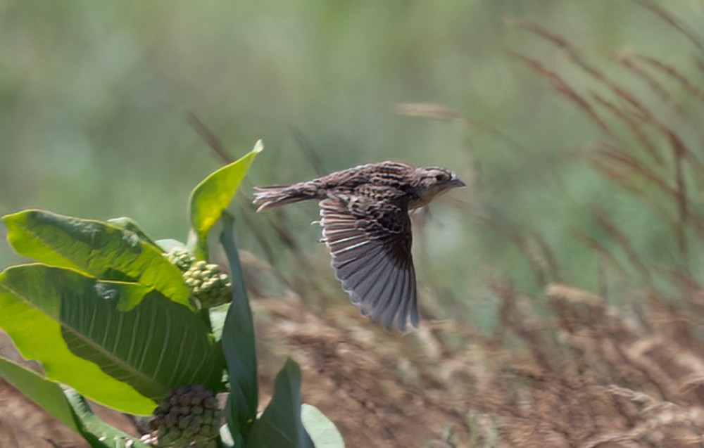 Grasshopper Sparrow - ML620646691