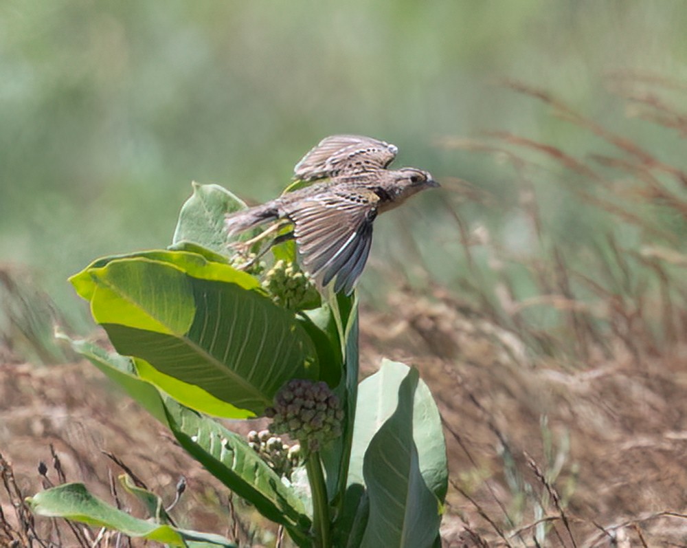 Grasshopper Sparrow - ML620646692