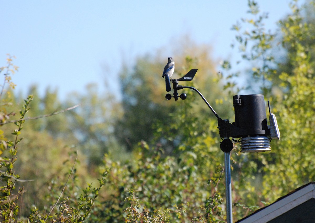 California Scrub-Jay - ML620646698