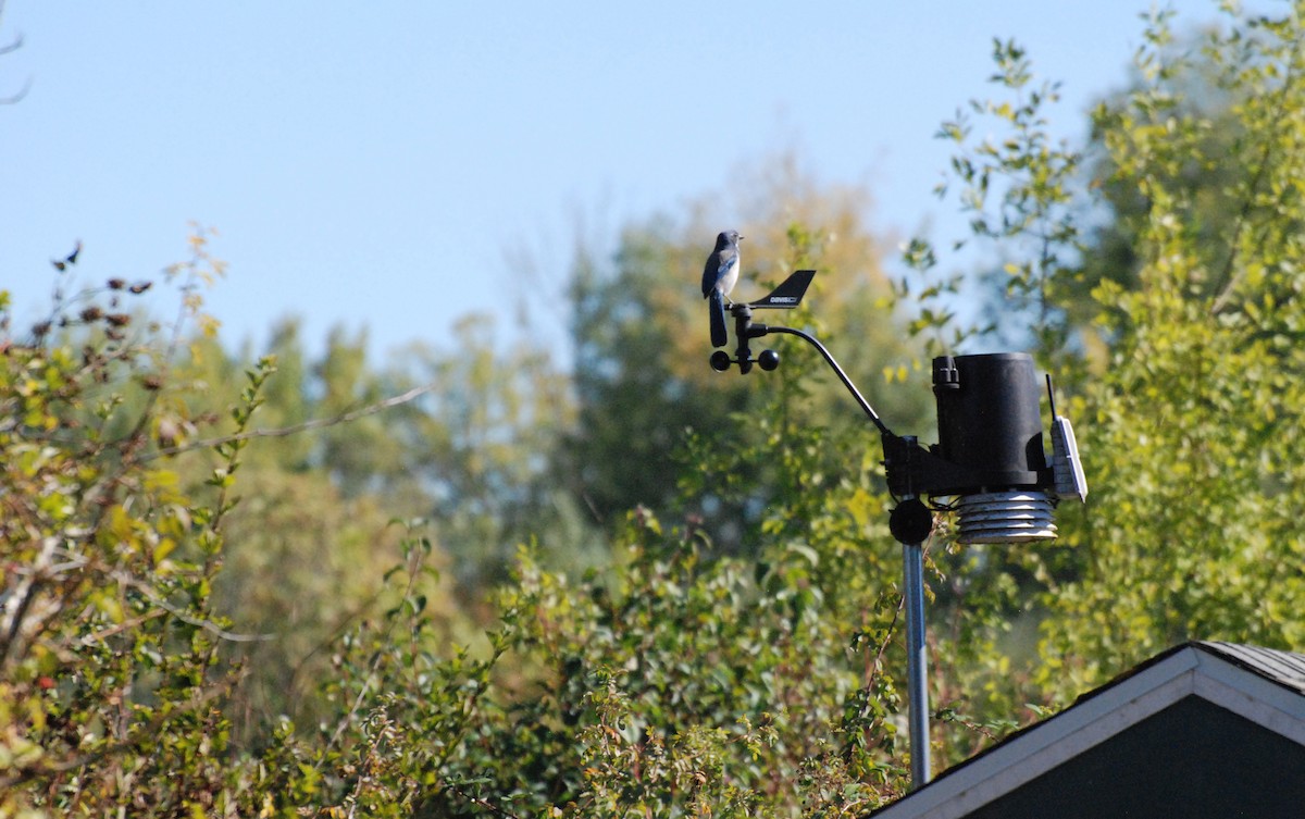 California Scrub-Jay - ML620646699