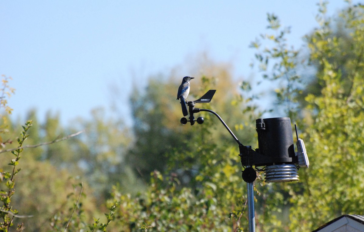 California Scrub-Jay - ML620646700