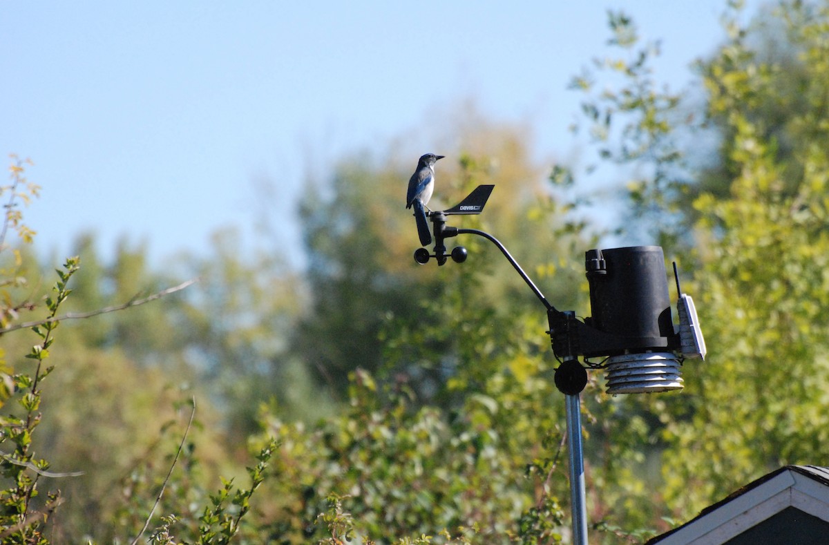 California Scrub-Jay - ML620646701