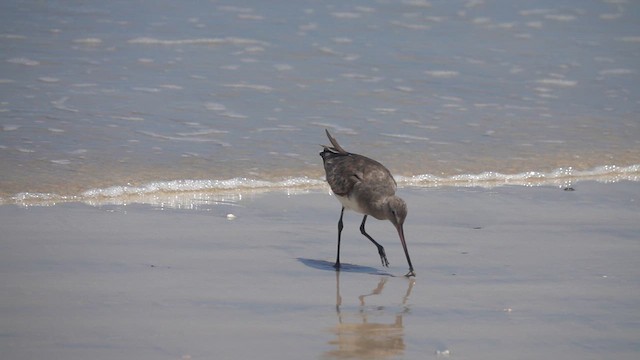 Hudsonian Godwit - ML620646702