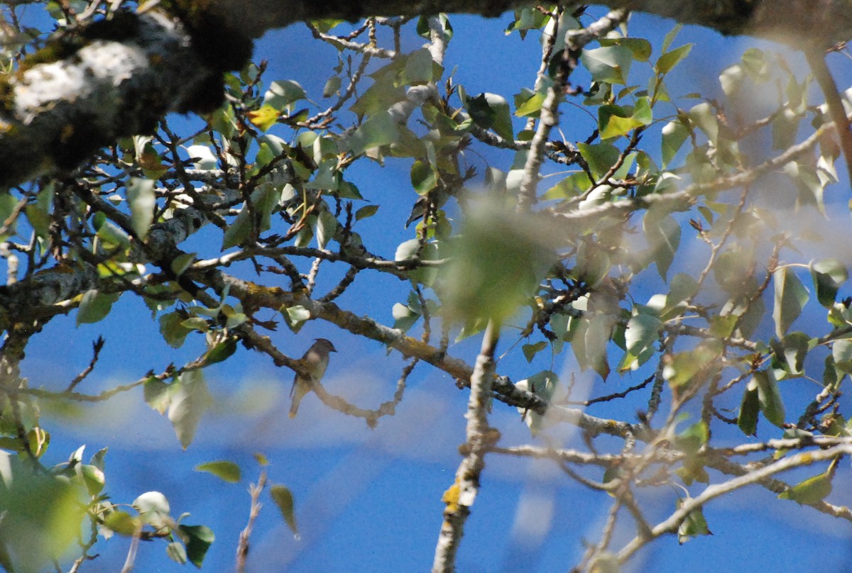 Cedar Waxwing - ML620646706