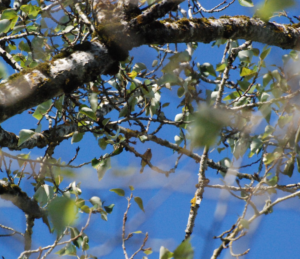 Cedar Waxwing - ML620646707