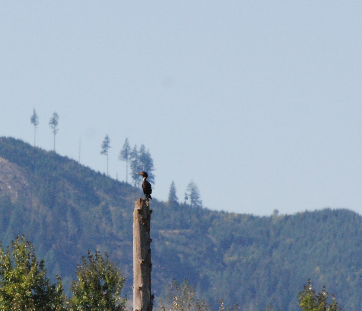 Double-crested Cormorant - ML620646712