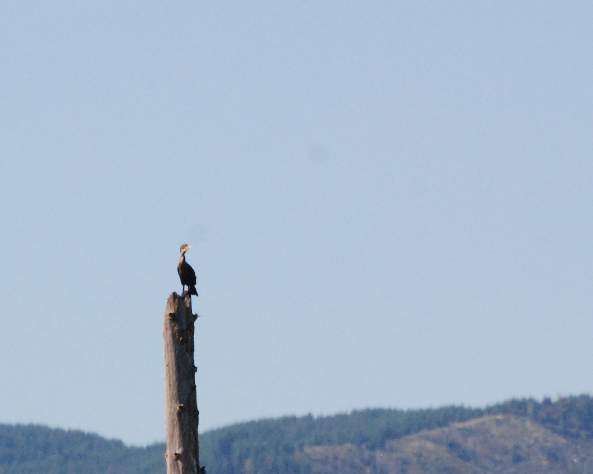 Double-crested Cormorant - ML620646713