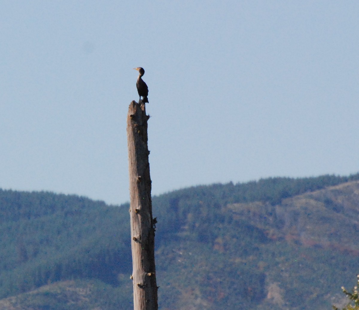 Double-crested Cormorant - ML620646714