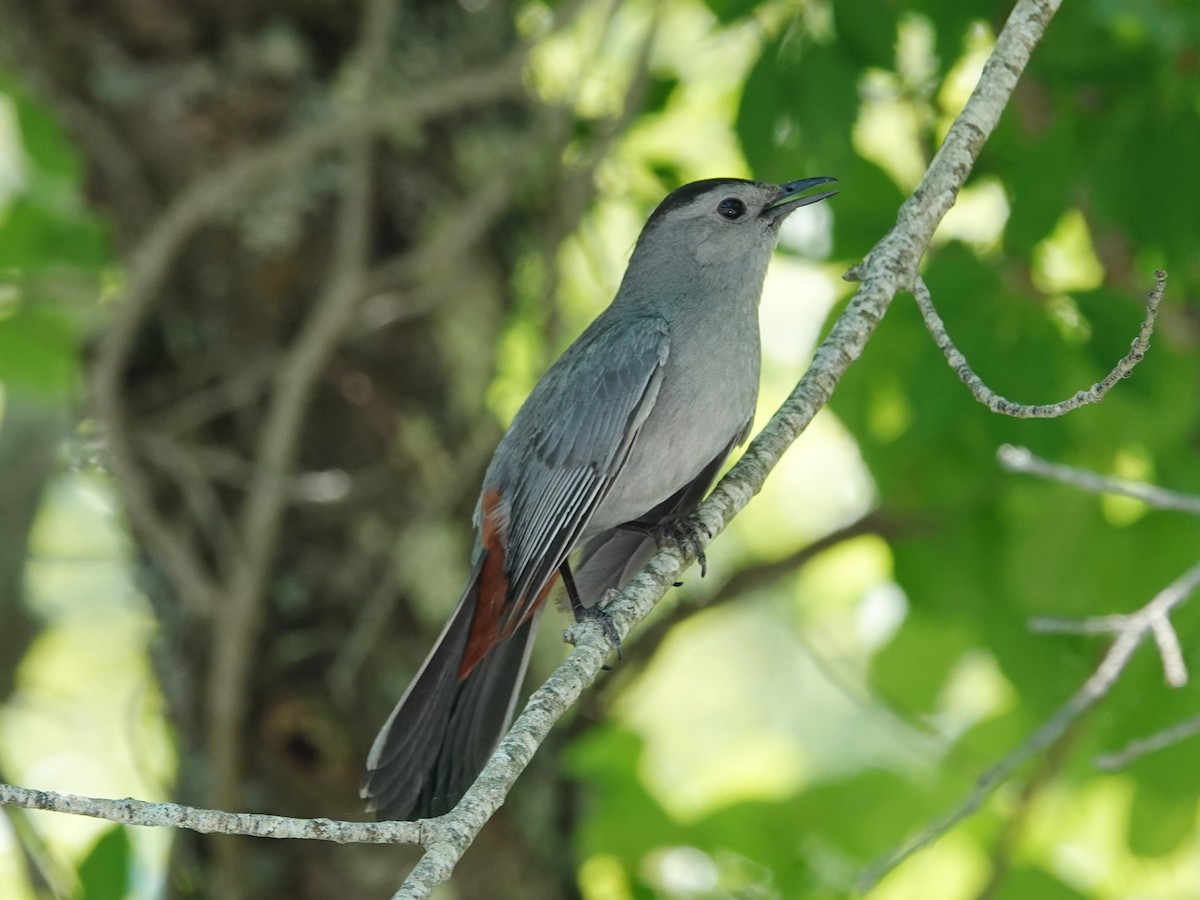 Gray Catbird - ML620646715