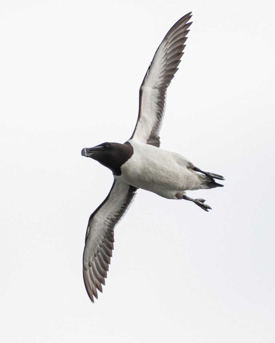 Razorbill - ML620646717