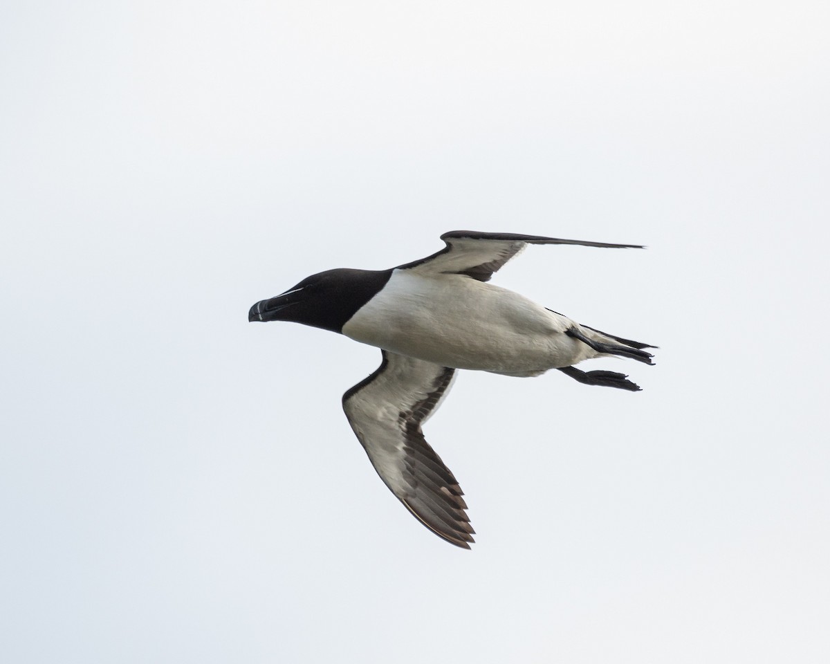 Razorbill - Graham Masterson