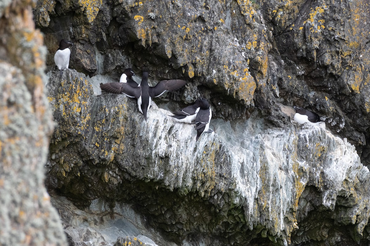 Razorbill - ML620646721