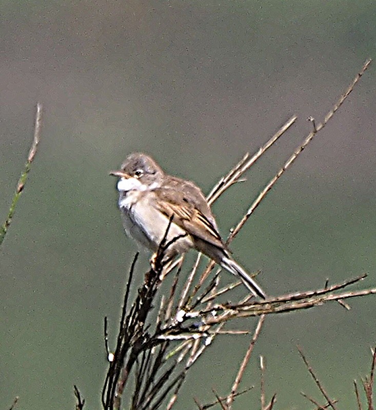 Greater Whitethroat - Wolfgang Siebert