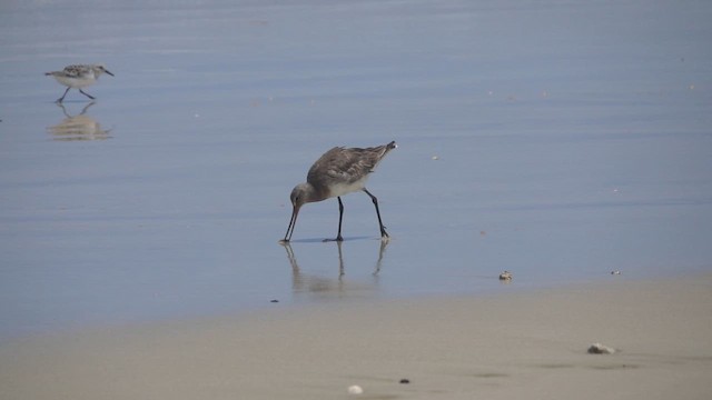 Hudsonian Godwit - ML620646729