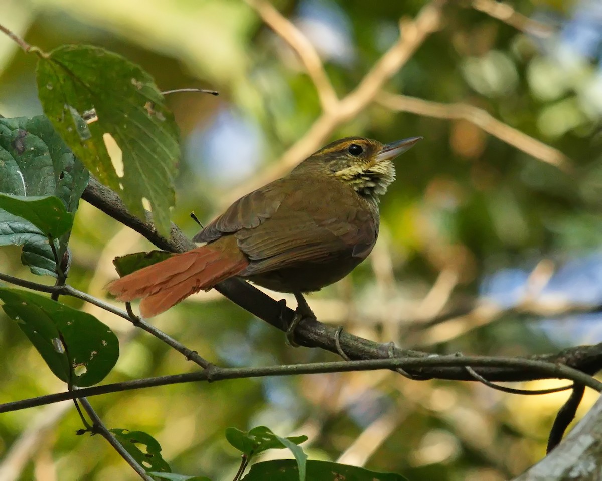 Buff-browed Foliage-gleaner - ML620646730