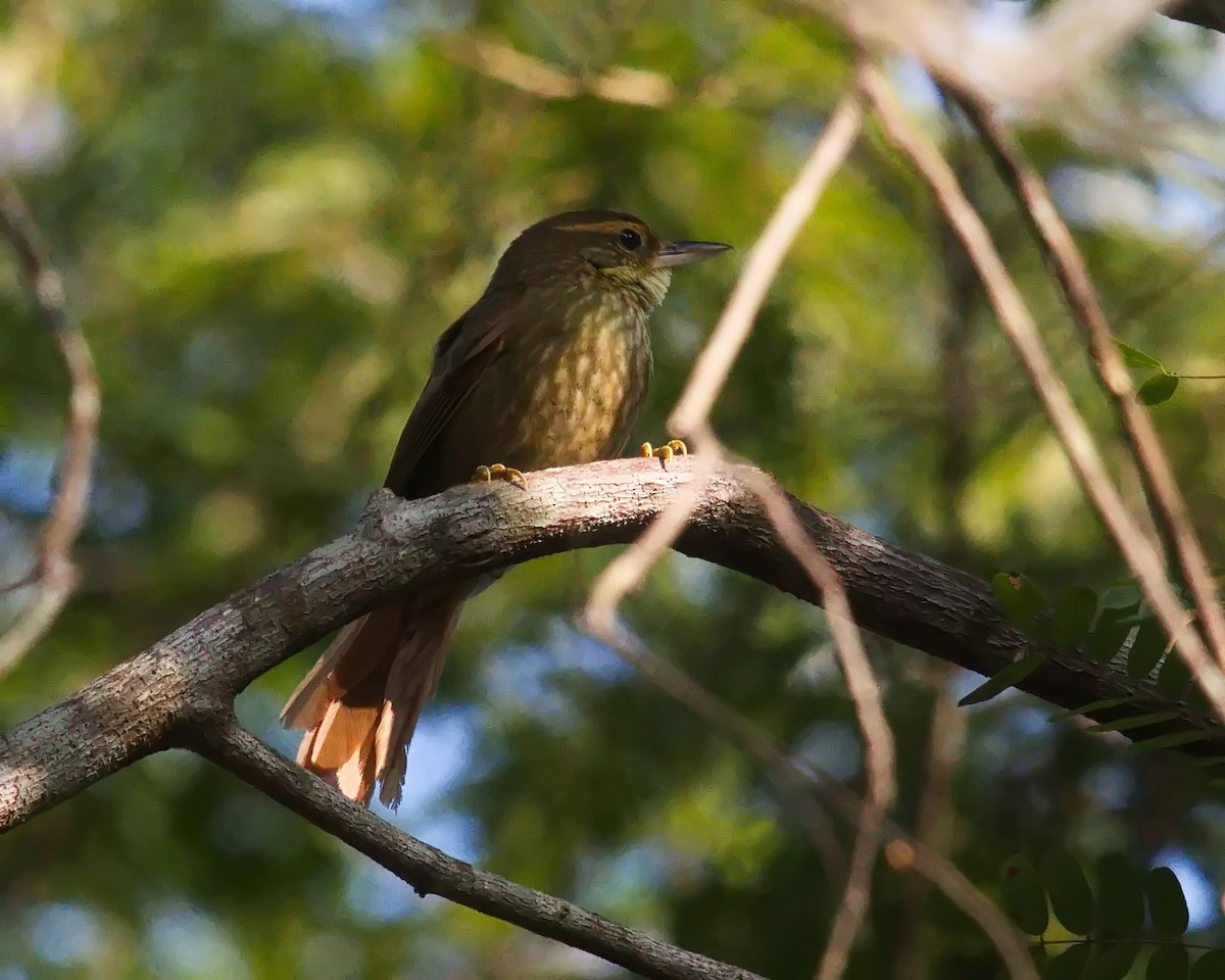 Buff-browed Foliage-gleaner - ML620646731