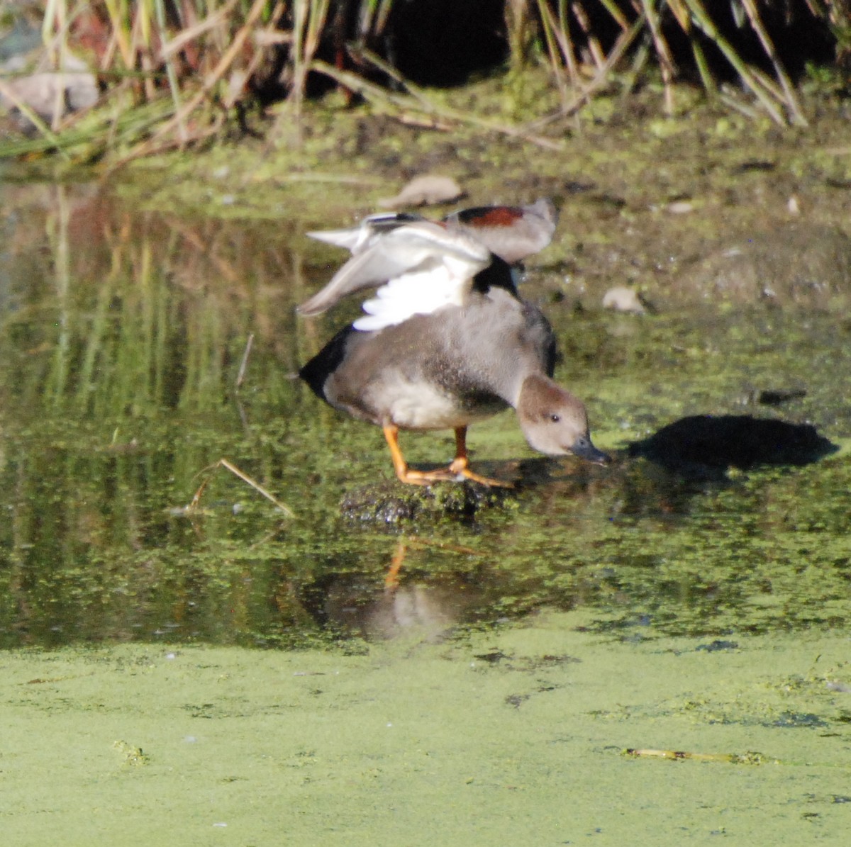 Gadwall - ML620646734