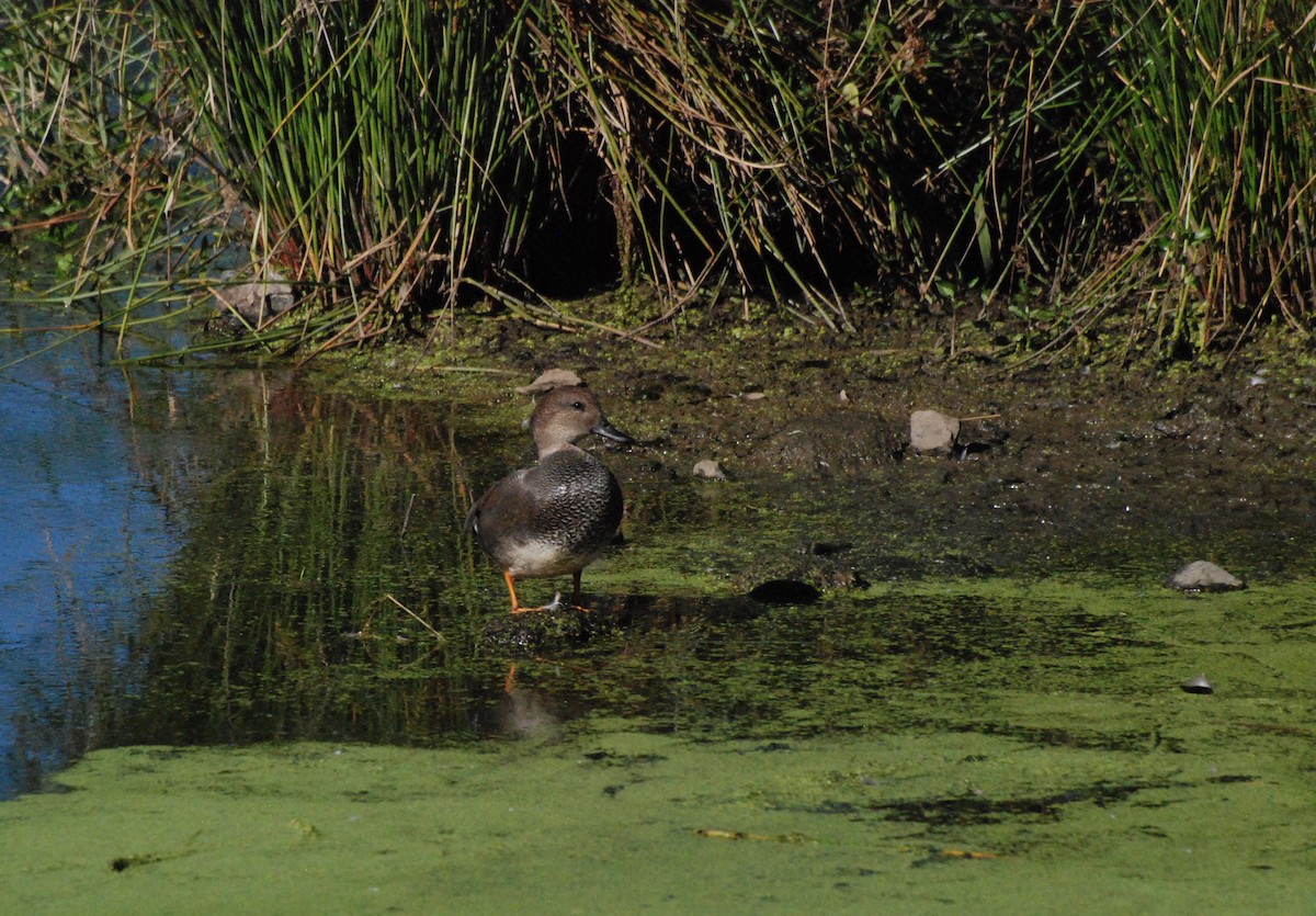 Gadwall - ML620646735