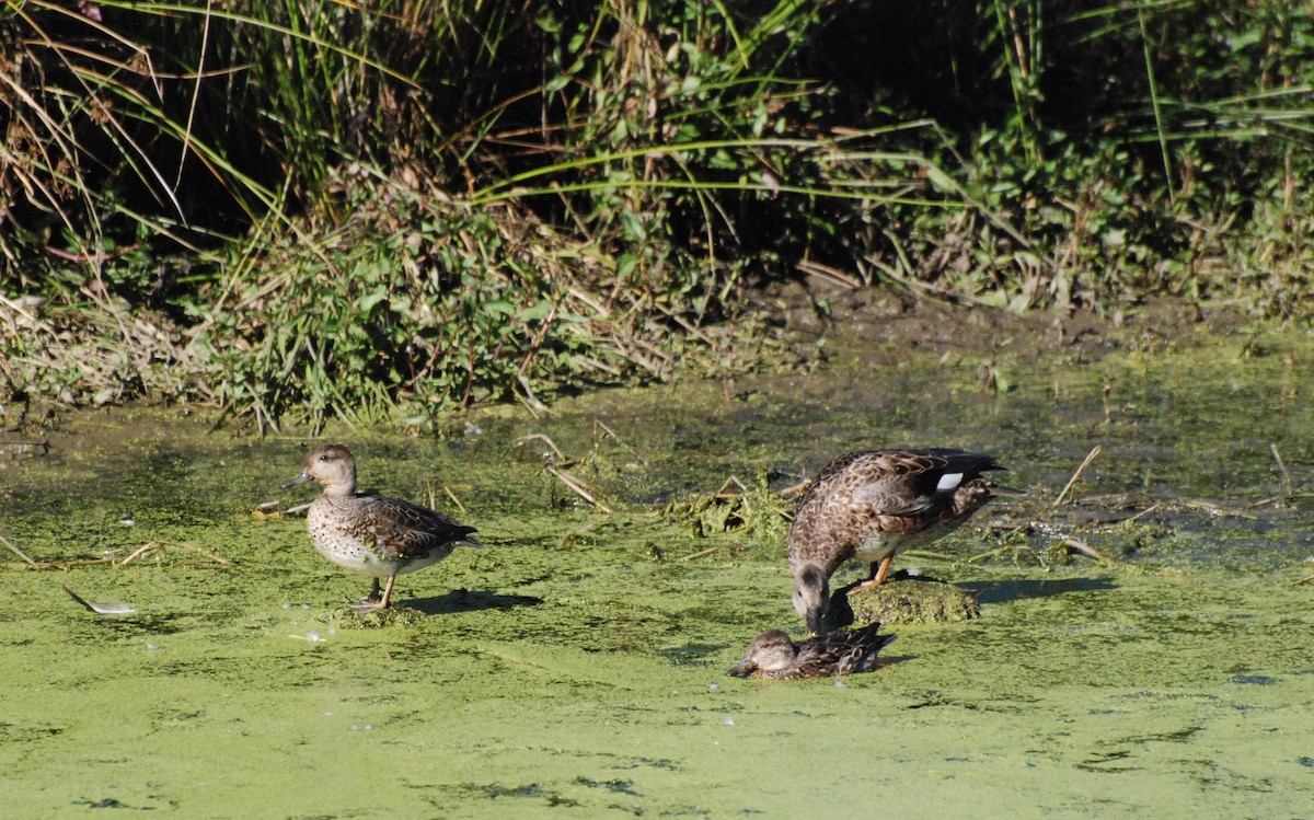 Canard chipeau - ML620646737