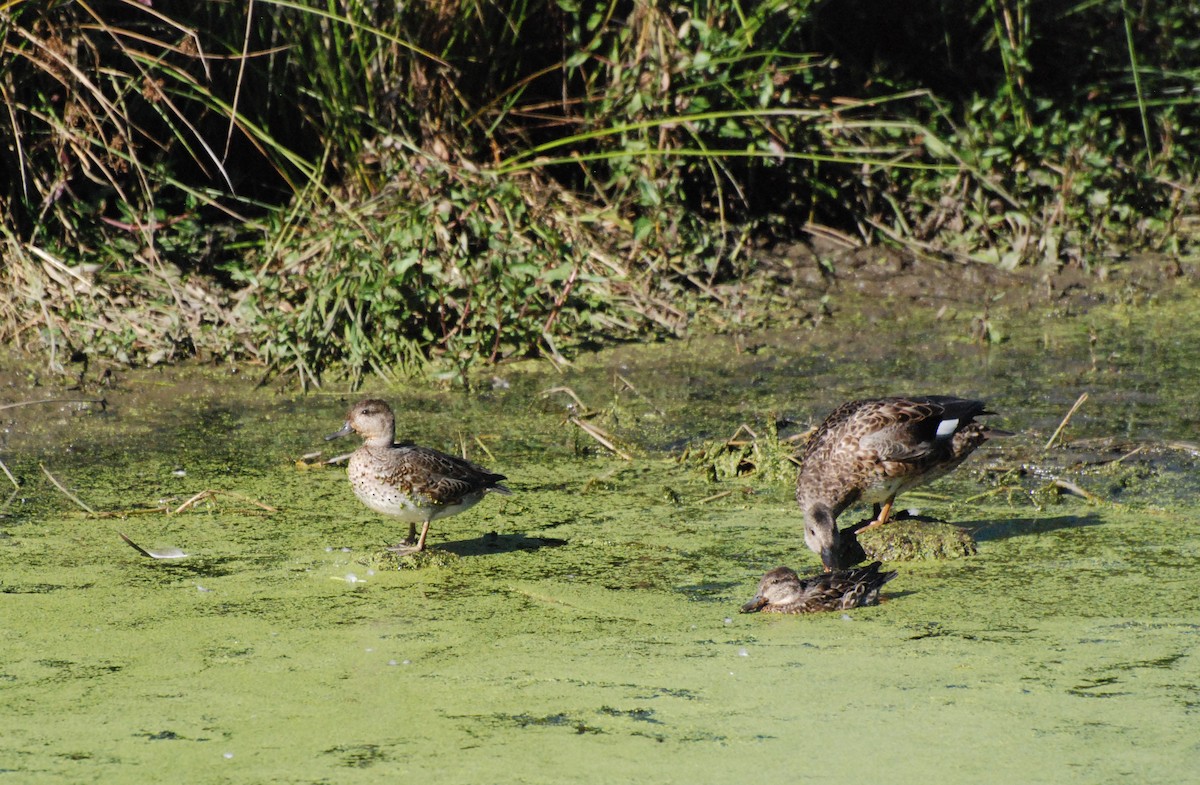 Gadwall - ML620646738