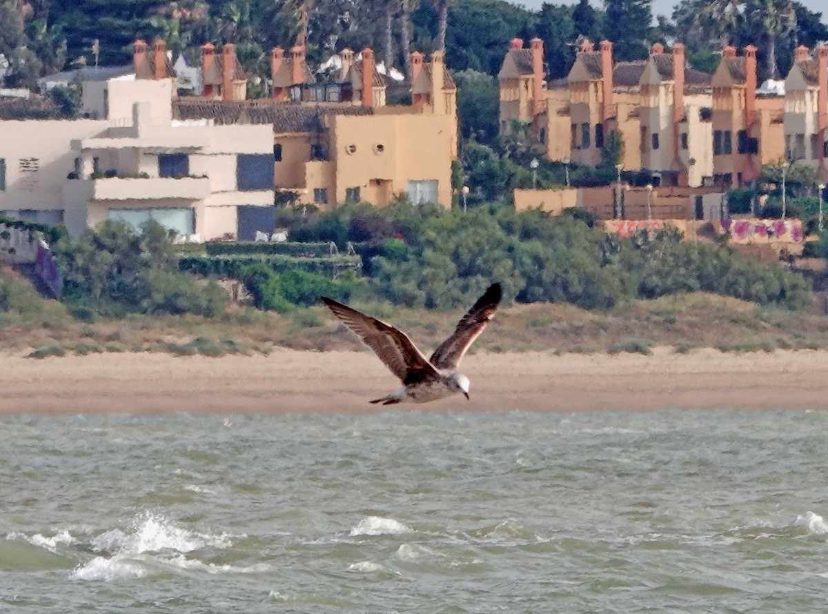 Gaviota Patiamarilla - ML620646739