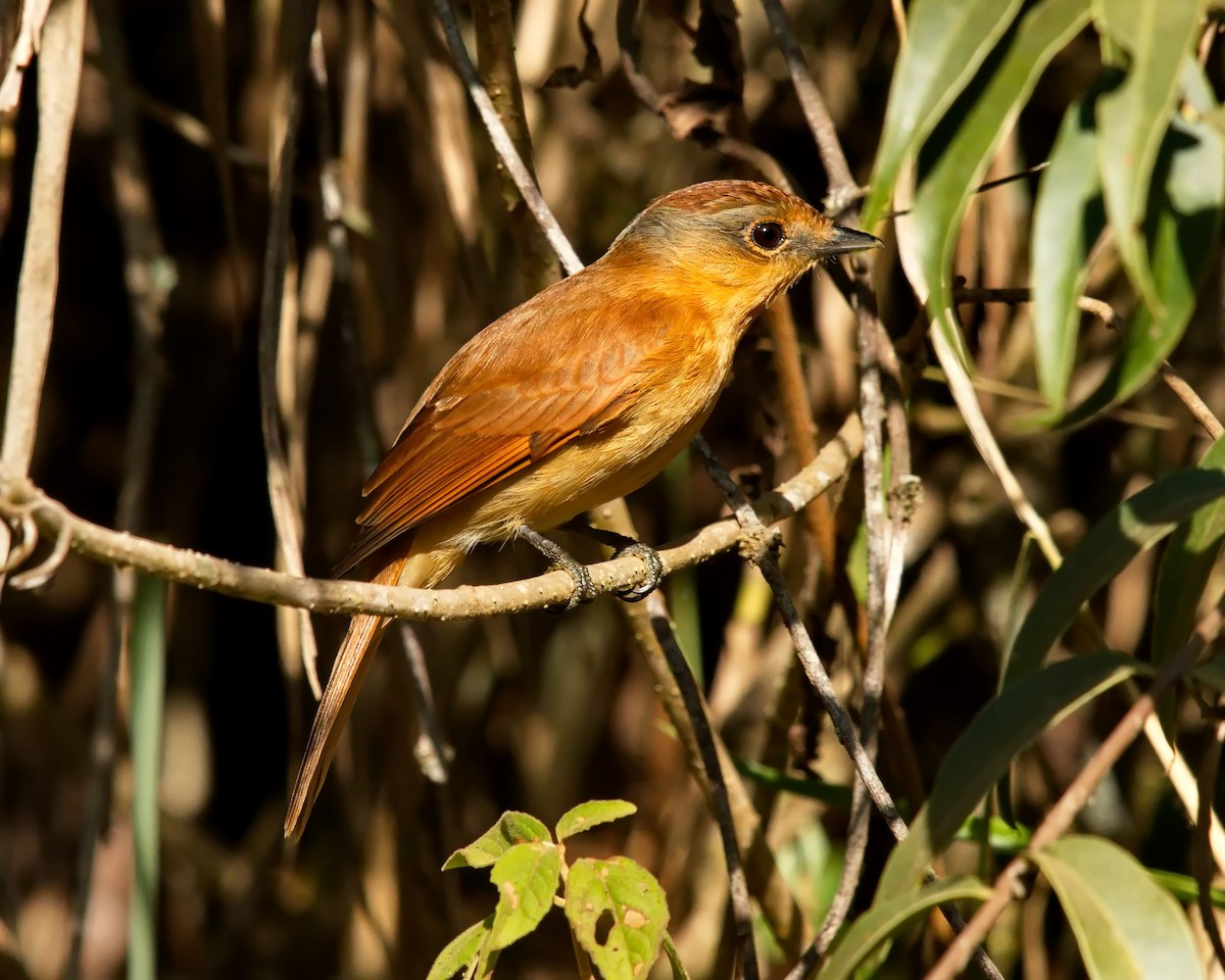 Chestnut-crowned Becard - ML620646749