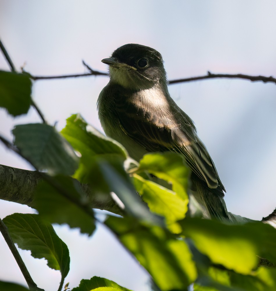 Eastern Phoebe - ML620646763