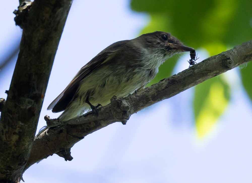 Eastern Phoebe - ML620646764