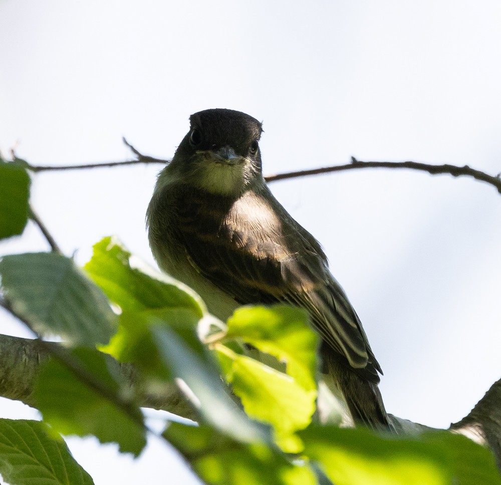 Eastern Phoebe - ML620646765