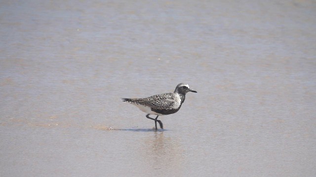 Black-bellied Plover - ML620646774