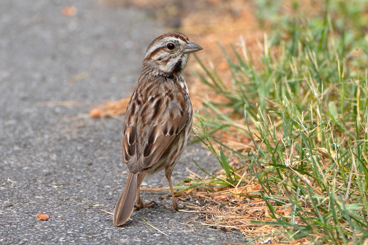 Song Sparrow - ML620646776